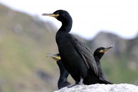 Kormoran czubaty - Phalacrocorax aristotelis - European Shag