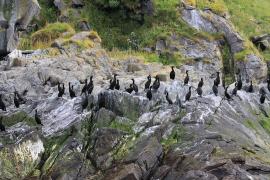 Kormoran czubaty - Phalacrocorax aristotelis - European Shag