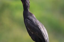Kormoran czubaty - Phalacrocorax aristotelis - European Shag