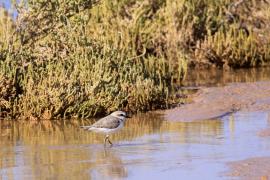 Sieweczka morska - Charadrius alexandrinus - Kentish Plover