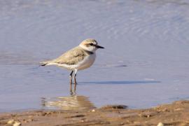 Sieweczka morska - Charadrius alexandrinus - Kentish Plover
