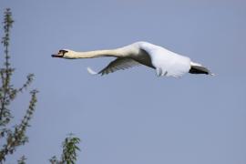 Łabędź niemy - Cygnus olor - Mute Swan