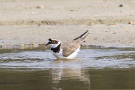 Sieweczka rzeczna - Charadrius dubius - Little Ringed Plover