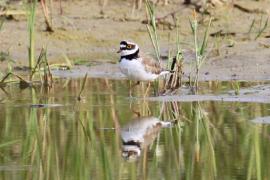 Sieweczka rzeczna - Charadrius dubius - Little Ringed Plover
