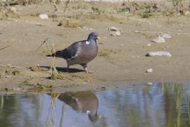 Grzywacz - Columba palumbus - Wood Pigeon