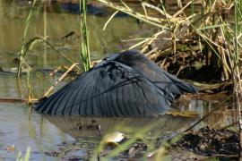 Czapla czarna - Egretta ardesiaca - Black Heron