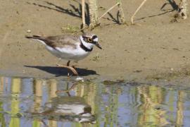 Sieweczka rzeczna - Charadrius dubius - Little Ringed Plover