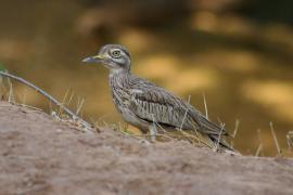 Kulon rzeczny - Burhinus senegalensis - Senegal Thick-knee