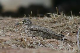 Kulon rzeczny - Burhinus senegalensis - Senegal Thick-knee
