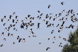 Czajka - Vanellus vanellus - Northern Lapwing