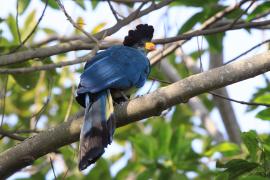 Szyszak - Corythaeola cristata - Great Blue Turaco