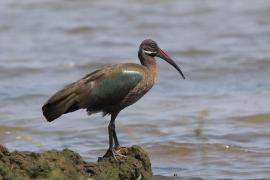 Ibis białowąsy - Bostrychia hagedash - Hadada Ibis