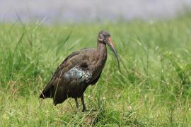 Ibis białowąsy - Bostrychia hagedash - Hadada Ibis