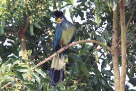 Szyszak - Corythaeola cristata - Great Blue Turaco