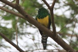 Kukułeczka złocista - Chrysococcyx cupreus - African Emerald Cuckoo