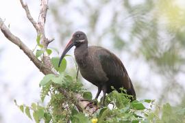 Ibis białowąsy - Bostrychia hagedash - Hadada Ibis