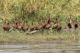 Drzewica białolica - Sarkidiornis melanotos - White-faced Whistling Duck