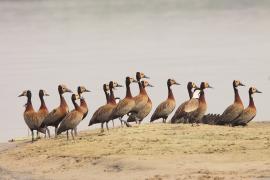 Drzewica białolica - Sarkidiornis melanotos - White-faced Whistling Duck