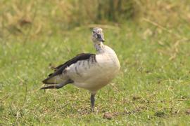 Dziwonos - Sarkidiornis melanotos - Comb Duck