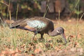 Ibis białowąsy - Bostrychia hagedash - Hadada Ibis