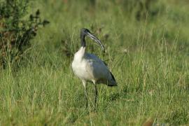 Ibis czczony - Threskiornis aethiopicus - Sacred Ibis