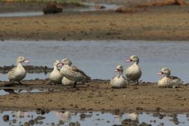 Cyraneczka płowa - Anas capensis - Cape Teal