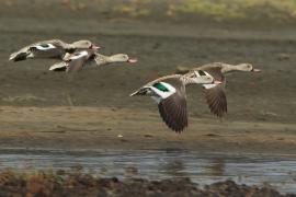 Cyraneczka płowa - Anas capensis - Cape Teal