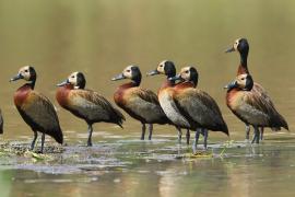 Drzewica białolica - Sarkidiornis melanotos - White-faced Whistling Duck