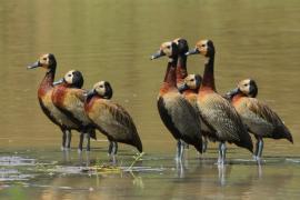 Drzewica białolica - Sarkidiornis melanotos - White-faced Whistling Duck