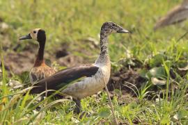 Dziwonos - Sarkidiornis melanotos - Comb Duck