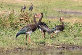 Gęsiec - Plectropterus gambensis - Spur-winged Goose