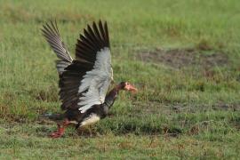 Gęsiec - Plectropterus gambensis - Spur-winged Goose