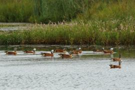 Kazarka szarogłowa - Tadorna cana - South African Shelduck