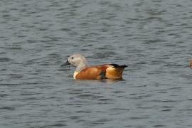 Kazarka szarogłowa - Tadorna cana - South African Shelduck