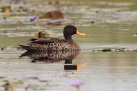 Kaczka żółtodzioba - Anas undulata - Yellow-billed Duck
