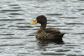 Kaczka żółtodzioba - Anas undulata - Yellow-billed Duck