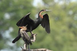 Wężówka afrykańska - Anhinga rufa - African Darter