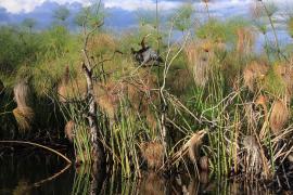 Wężówka afrykańska - Anhinga rufa - African Darter