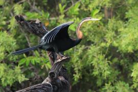 Wężówka afrykańska - Anhinga rufa - African Darter