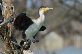 Kormoran etiopski - Microcarbo africanus - Reed Cormorant