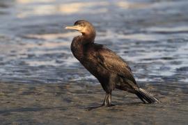 Kormoran przylądkowy - Phalacrocorax capensis - Cape Cormorant