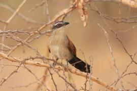 Kukal białobrewy - Centropus superciliosus - White-browed Coucal