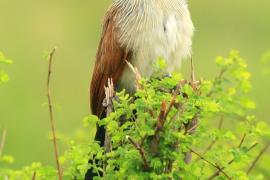 Kukal białobrewy - Centropus superciliosus - White-browed Coucal