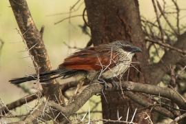 Kukal białobrewy - Centropus superciliosus - White-browed Coucal