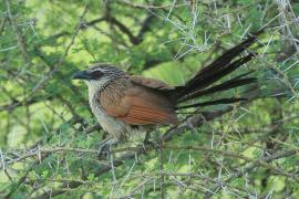 Kukal białobrewy - Centropus superciliosus - White-browed Coucal