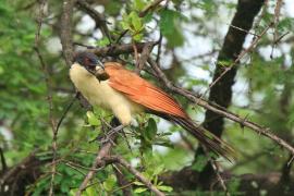 Kukal miedzianosterny - Centropus cupreicaudus - Coppery-tailed Coucal