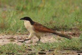 Kukal miedzianosterny - Centropus cupreicaudus - Coppery-tailed Coucal