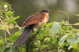 Kukal niebieskogłowy - Centropus monachus - Blue-headed Coucal