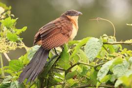 Kukal niebieskogłowy - Centropus monachus - Blue-headed Coucal