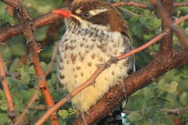 Kukułeczka pstra - Chrysococcyx caprius - Diederick Cuckoo